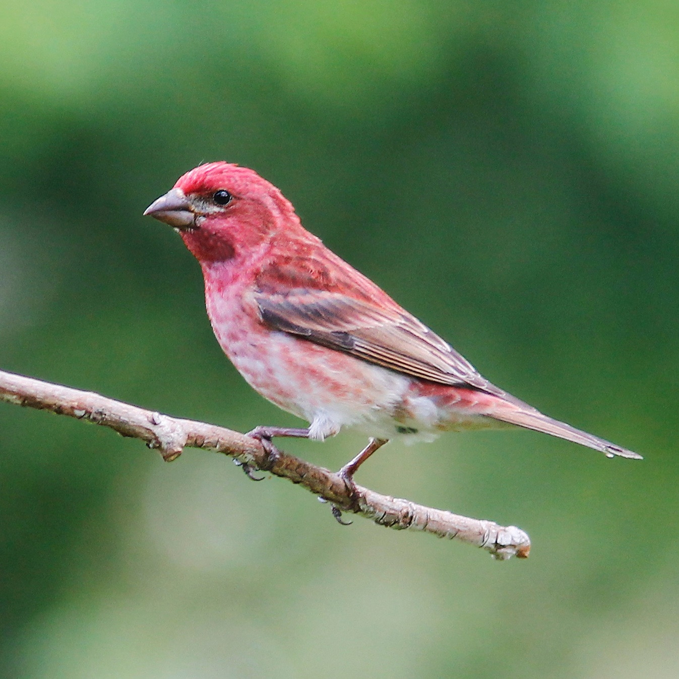 STOKES BIRDING BLOG Purple Finch Is Our NH State Bird 