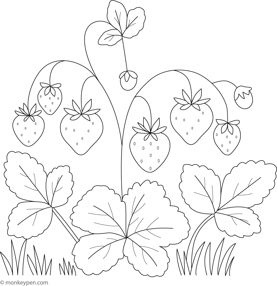 Strawberry Plant With Strawberries Print Color Free Pages For Kids