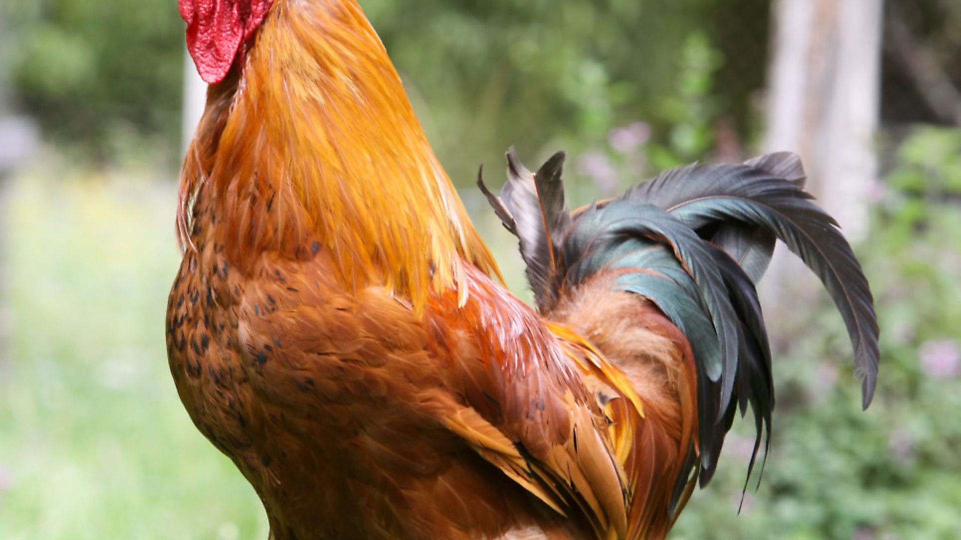 The Positives And Negatives Of Keeping Cockerels Country Smallholding