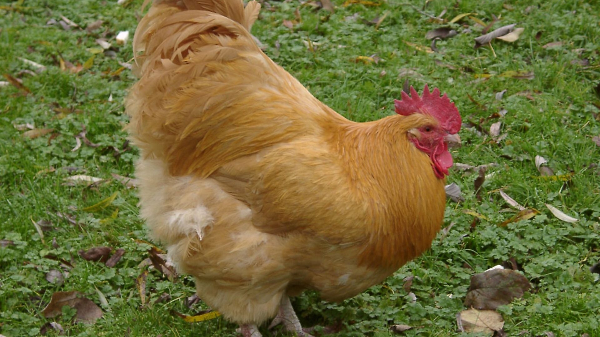 The Positives And Negatives Of Keeping Cockerels Country Smallholding