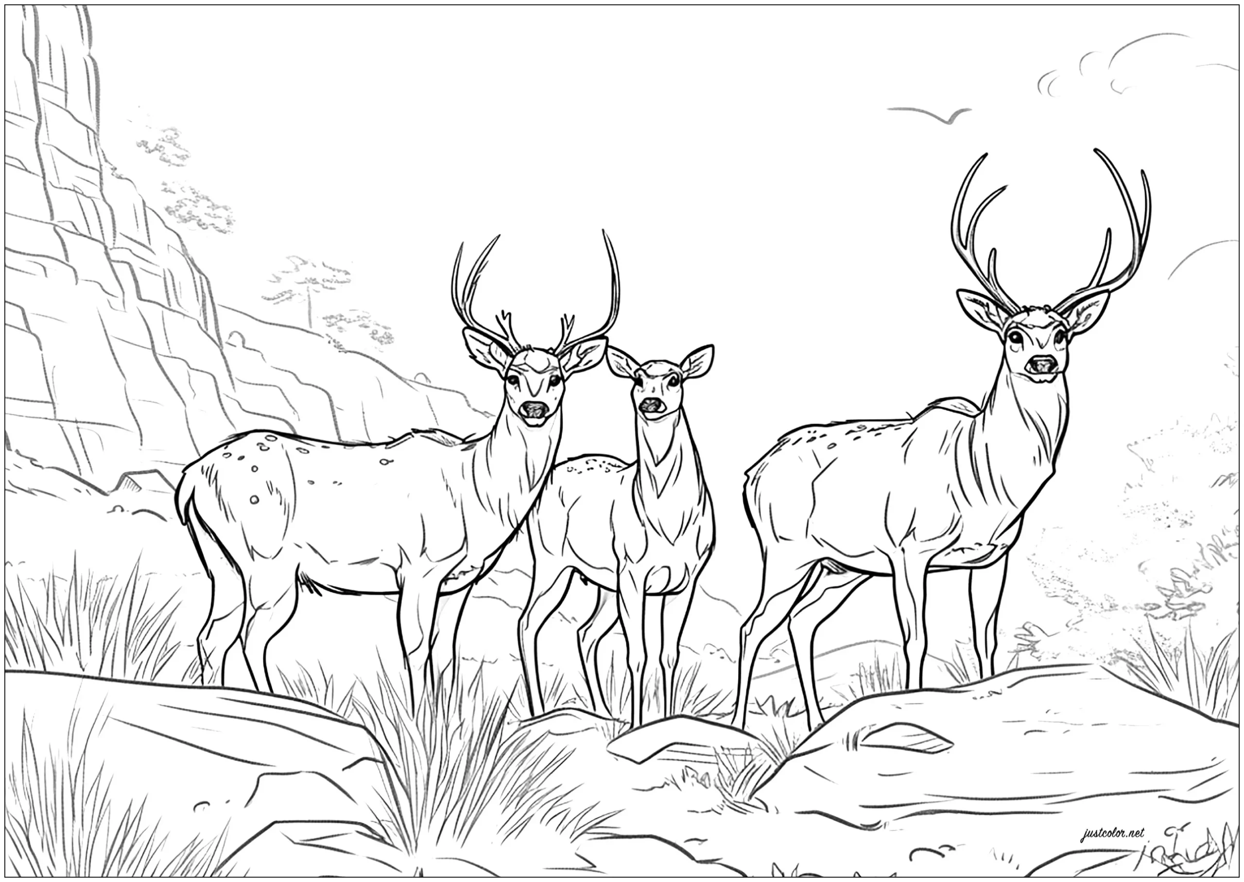 coloring page of a deer coloring page of a deer