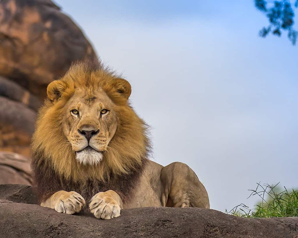 Top 5 Reasons Lions Are Considered King Of The Jungle A Z Animals Top 5 Reasons Lions Are Considered King Of The Jungle A Z Animals