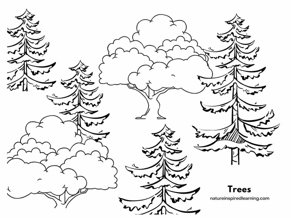 Tree Coloring Pages Nature Inspired Learning
