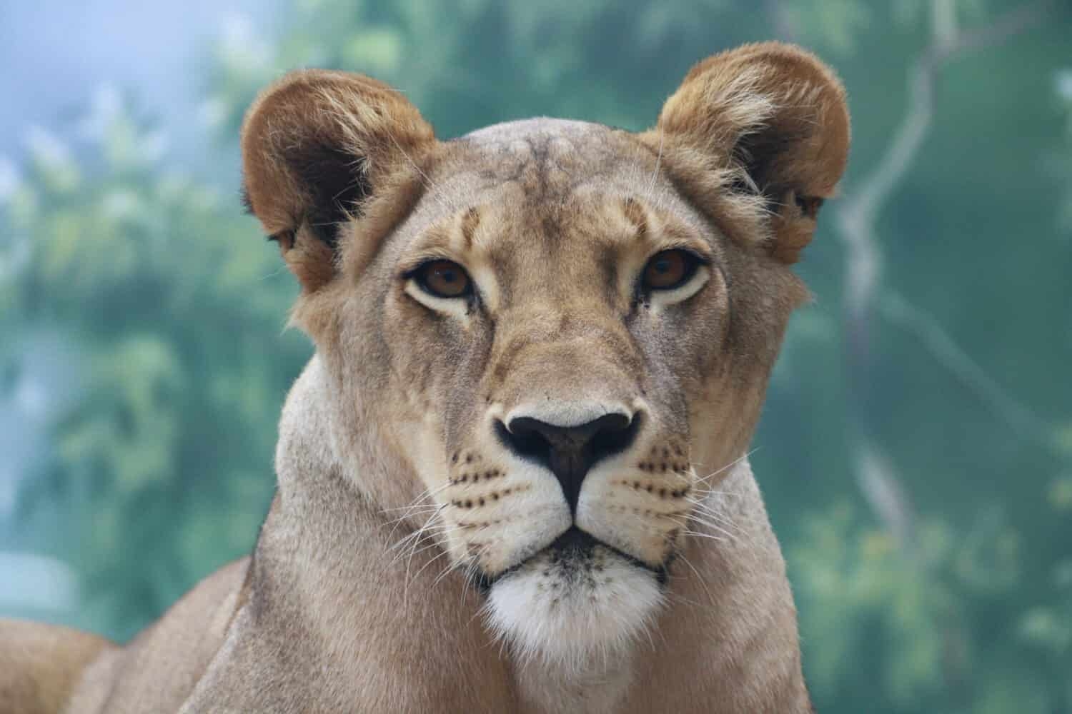 What Color Are Lions See The Wide Range Of Colors For The King Of The Jungle A Z Animals What Color Are Lions See The Wide Range Of Colors For The King Of The Jungle A Z Animals