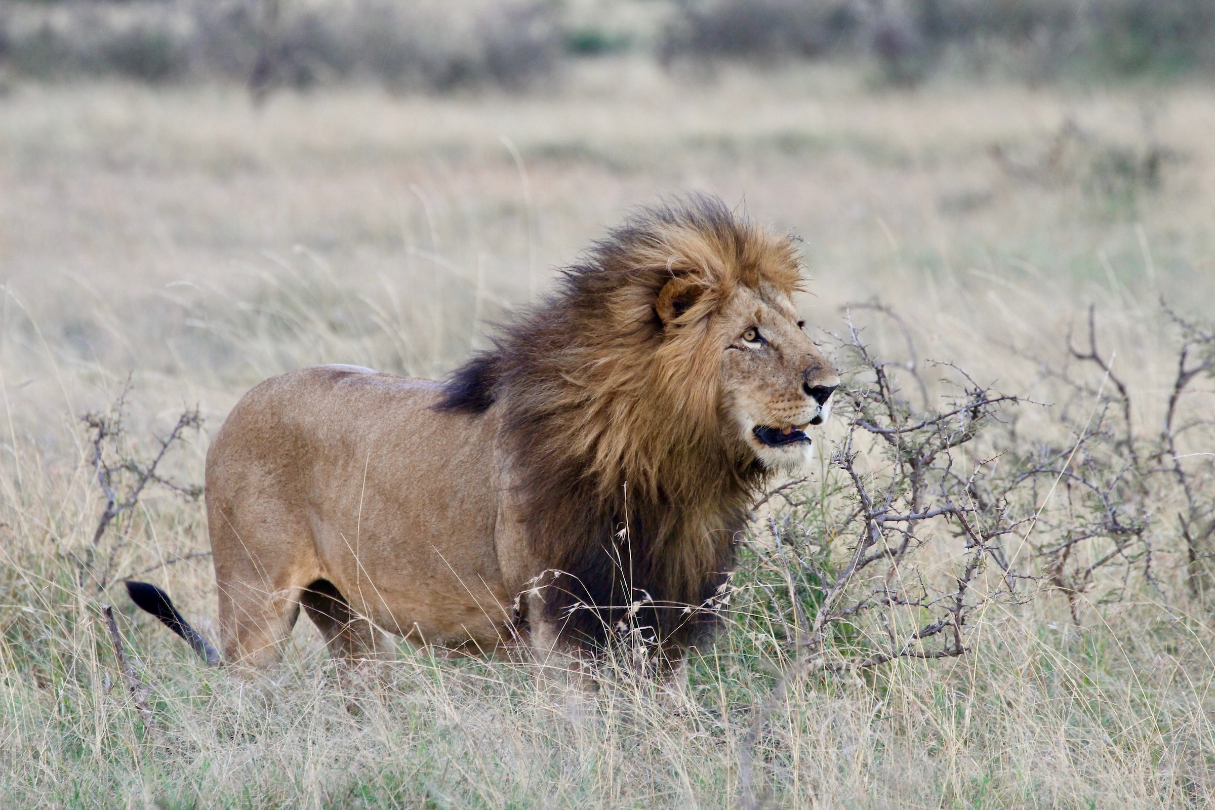 What Determines Lion Fur Coloring Wildlife Conservation Network What Determines Lion Fur Coloring Wildlife Conservation Network