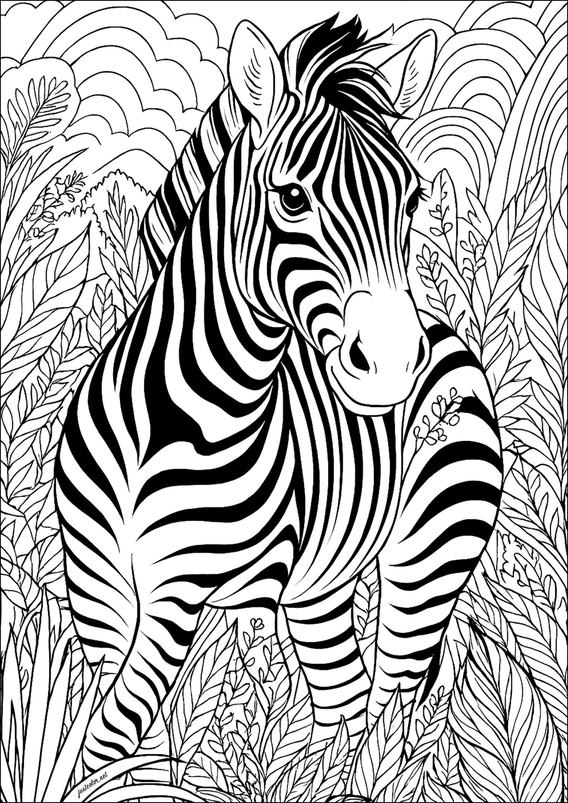 coloring pages of zebras